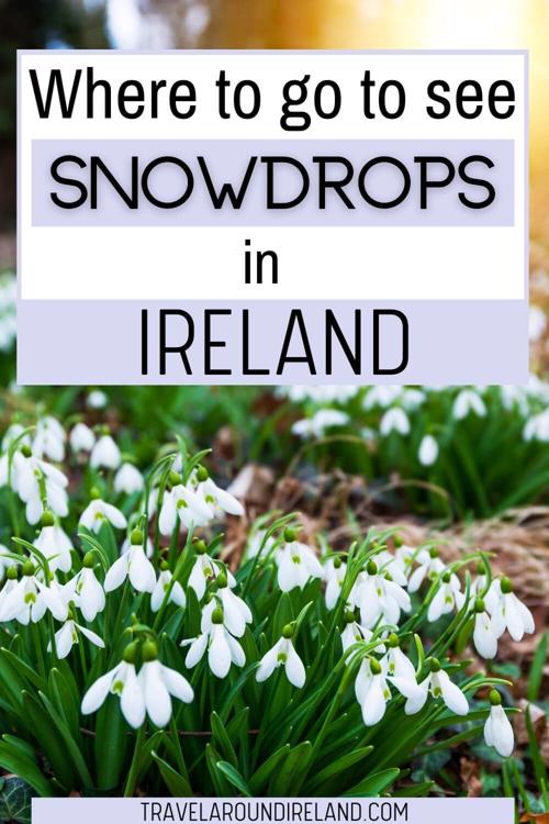 A picture of blankets of snowdrops in the woods with text overlay saying Where to Go to See Snowdrops in Ireland