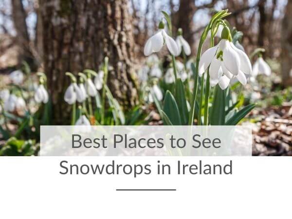 A picture of a carpet of white snowdrops in a woodland setting with text overlay saying Best Places to See Snowdrops in Ireland