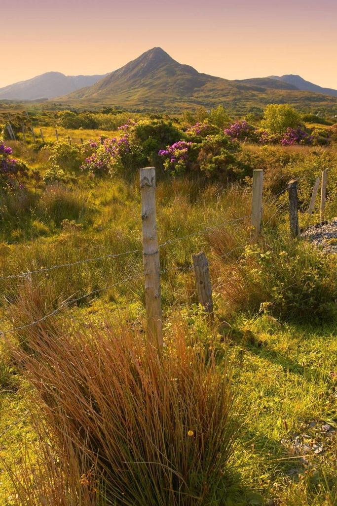 A picture of grassland and heath fields of Connemara and some of the peaks of the Twelve Bens in the background