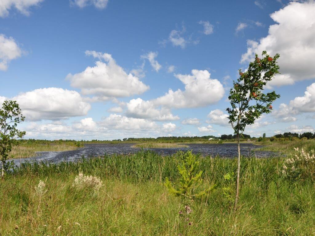 A picture of the grassy banks along the lake of Lough Boora Parklands, Offaly