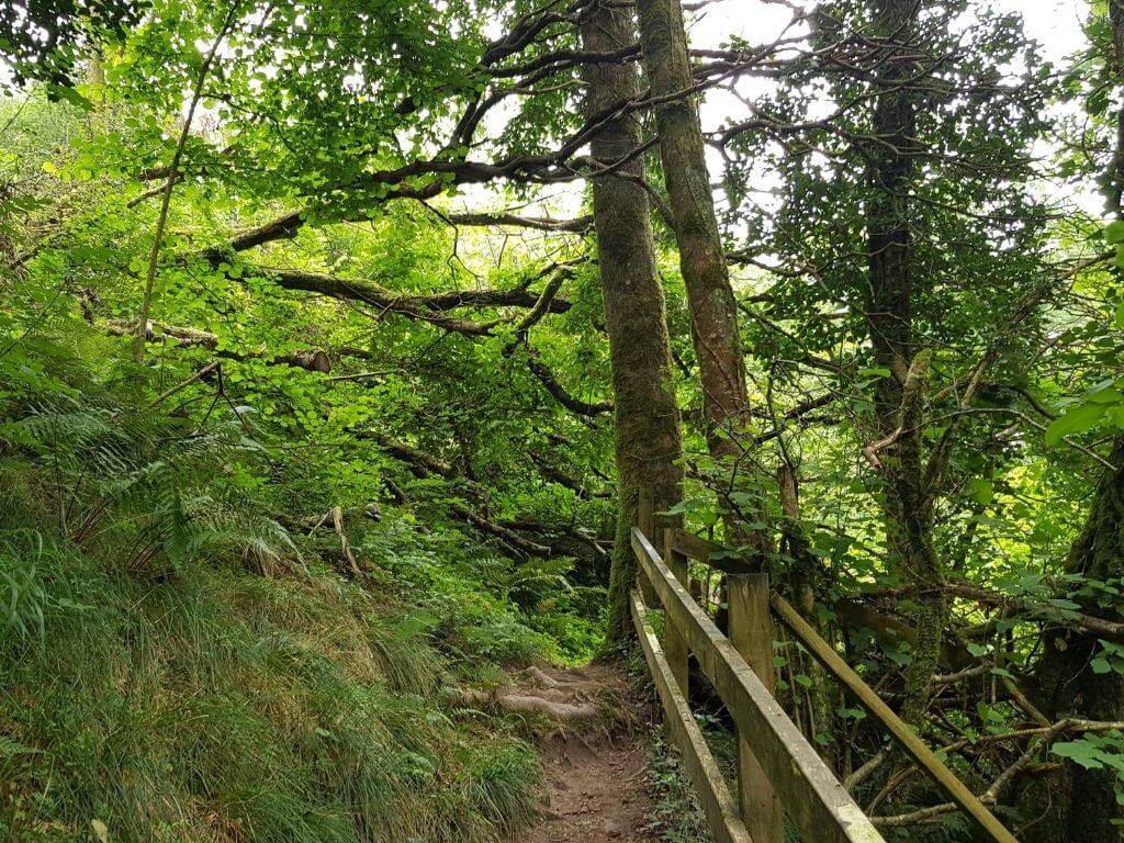 A picture of a walkway through a wooded area along the Offaly Way