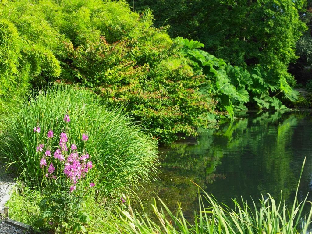 A picture of shrubs and bushes beside a lake in Kilmokea Gardens, Wexford