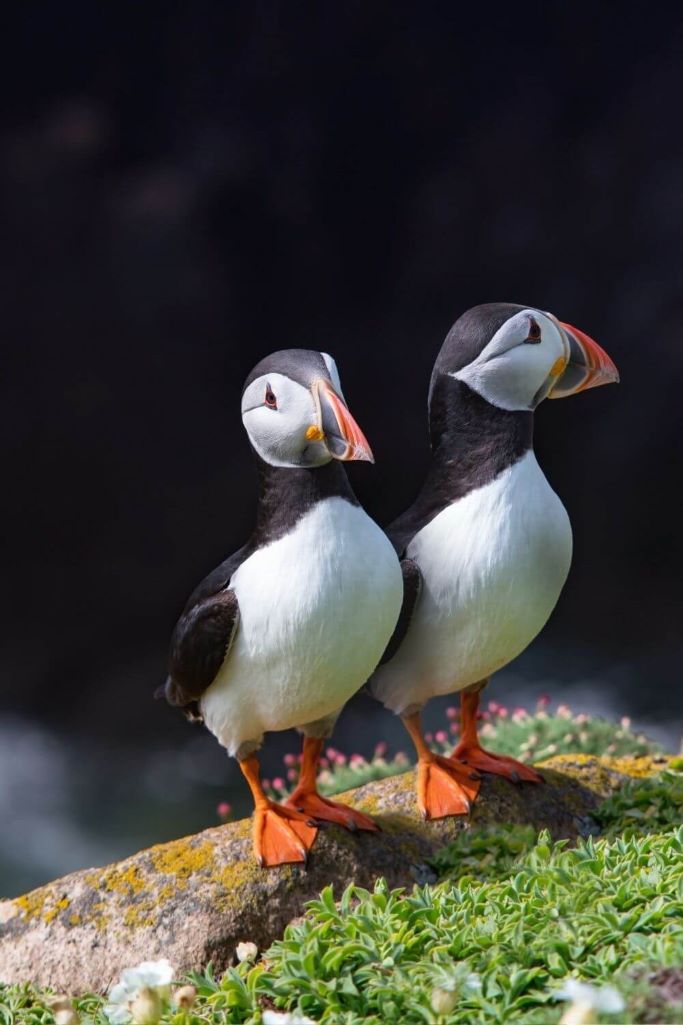 A picture of two puffins on a rock on the Saltee Islands in County Wexford, Ireland