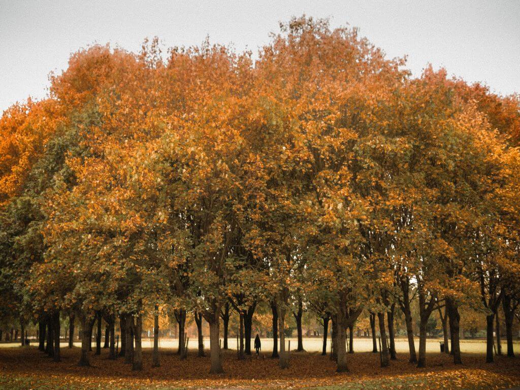 A picture of a group of trees with golden leaves in the Phoenix Park in autumn