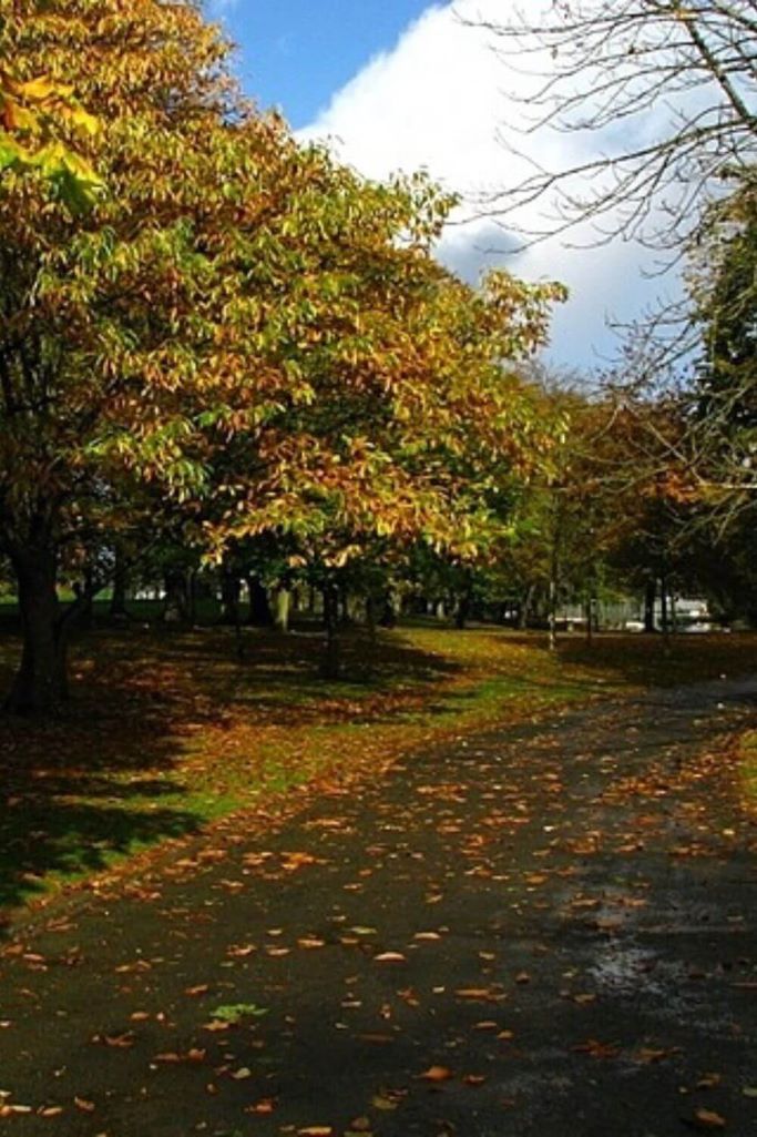 A picture of a pathway through Ward Park in autumn