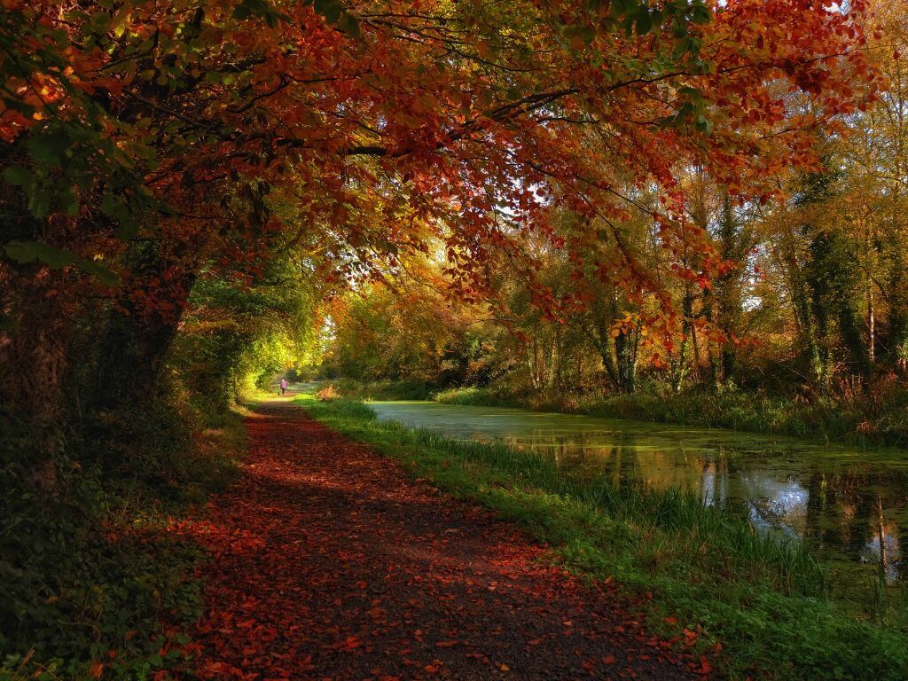 A picture of a path along a river with fallen leaves on one of the Boyne Valley walks during autumn