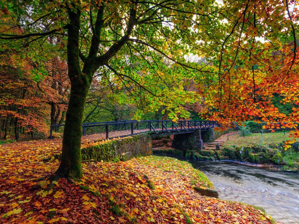 A picture of a bridge with fallen leaves around it in Colligan Woods in Dungarvan during autumn