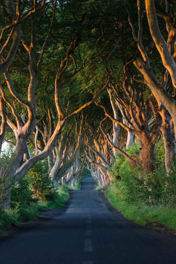 A picture of the trees and road of the famous Dark Hedges, Northern Ireland, one of the best places to visit on a day trip from Belfast