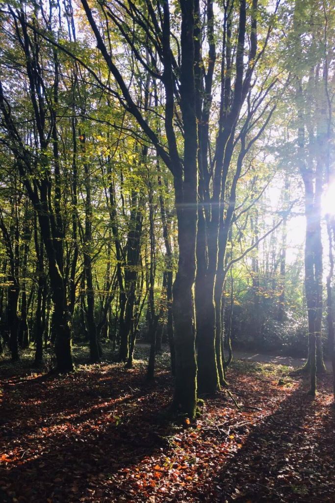 A picture of light streaming through the trees of the Lough Key Forest Park during autumn