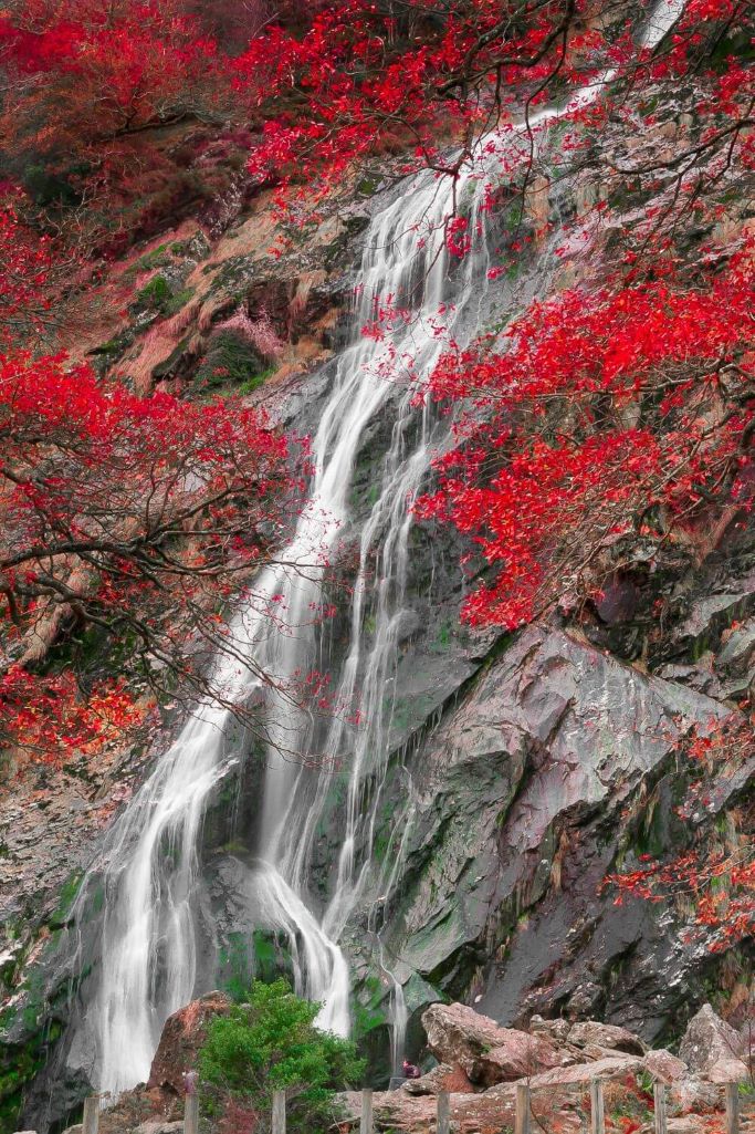 A picture of the cascading water of Powerscourt Waterfall during autumn
