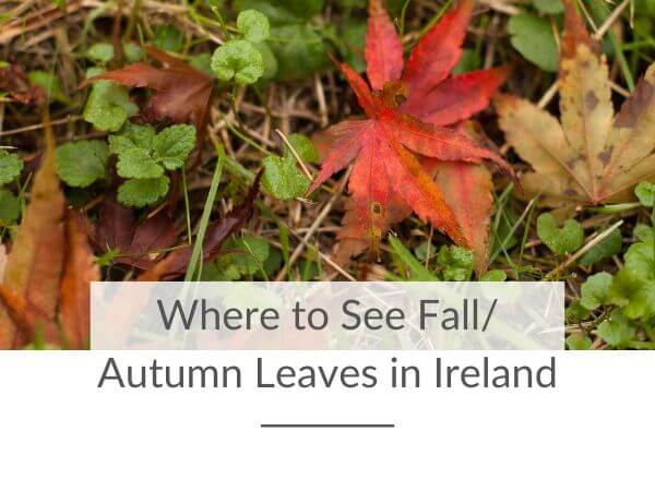 A picture of fallen autumnal leaves and text overlay saying where to see fall/autumn leaves in Ireland