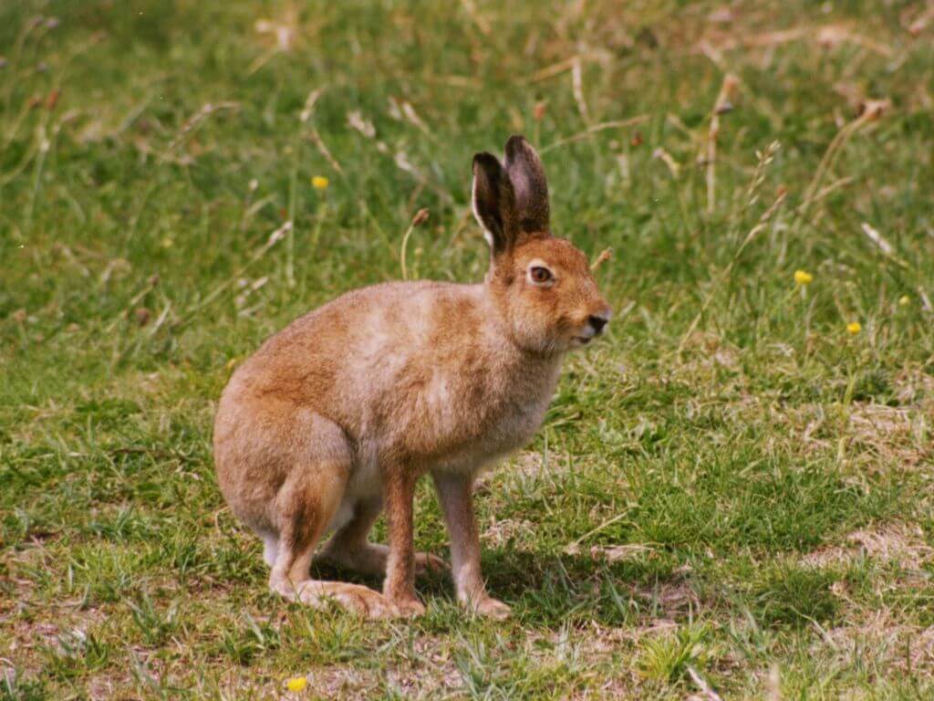 A picture of a female Irish Mountain hare standing on a grassy surface