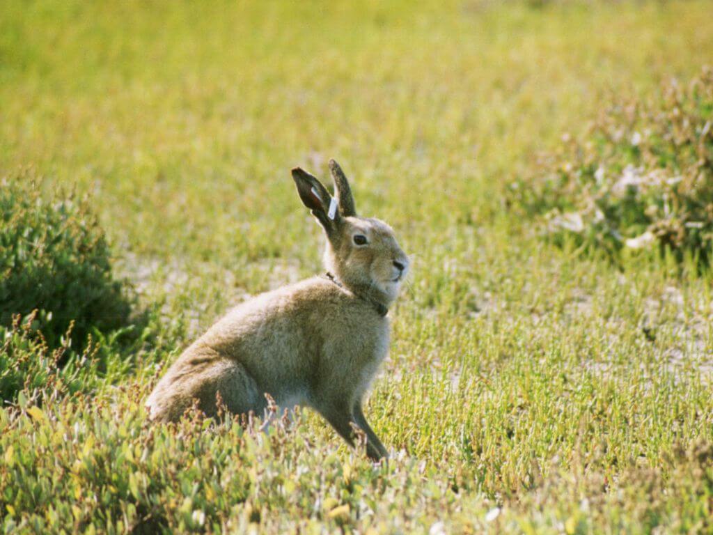 A picture of a brown male Irish Mountain Hare standing in a grassy meadow on a bright, sunny day