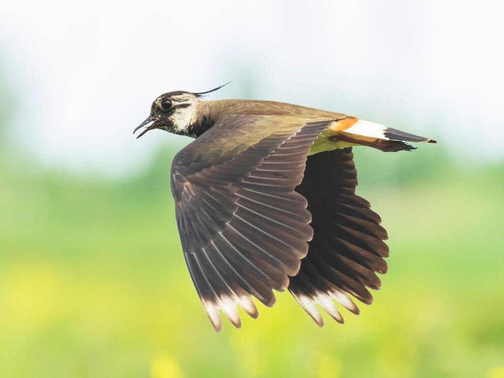 A picture of a Northern Lapwing in flight against a green background on the lower half and blue sky upper half