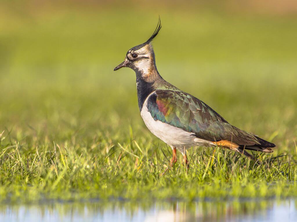 A picture of a Northern Lapwing standing in grass at the edge of some water