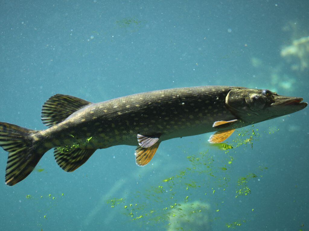 An underwater picture of a Northern Pike which is the national fish of Ireland