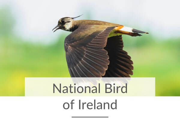 A picture of a lapwing bird in flight against a grassy background and text overlay saying national bird of Ireland