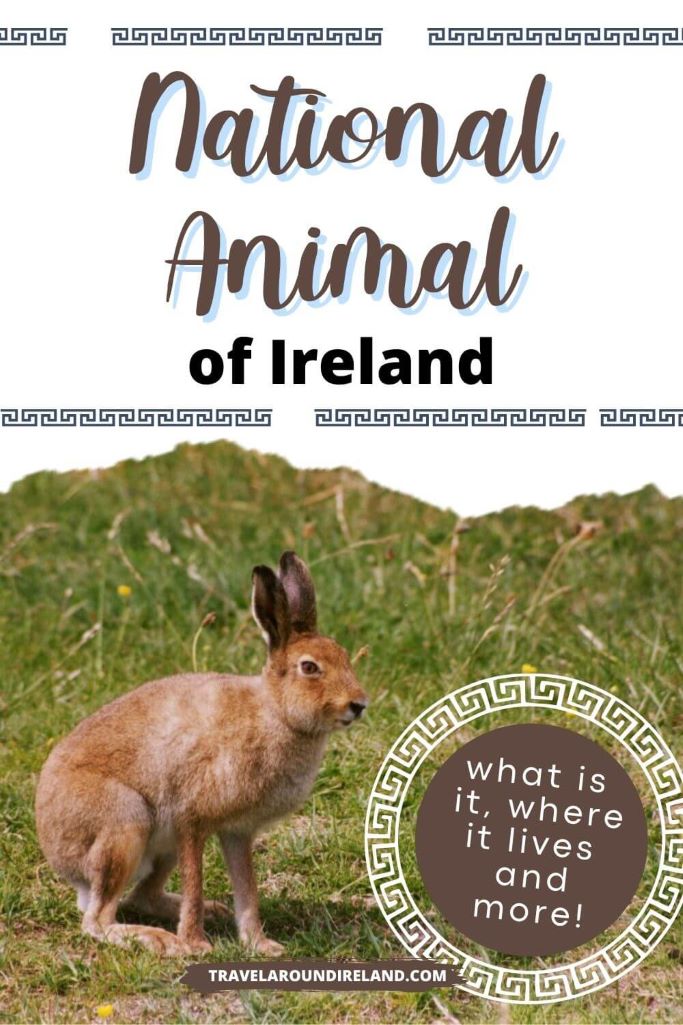 A picure of a brown Irish Mountain Hare standing against a grassy background and text overlay saying national animal of Ireland