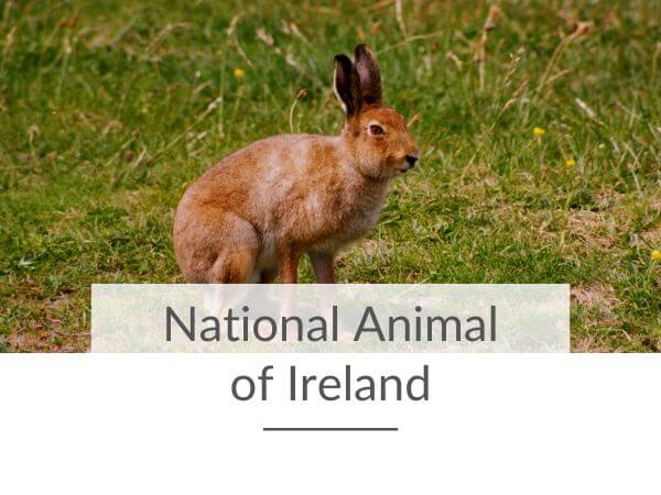 A picture of an Irish Mountain Hare standing against a green grassy background and text overlay saying national animal of Ireland