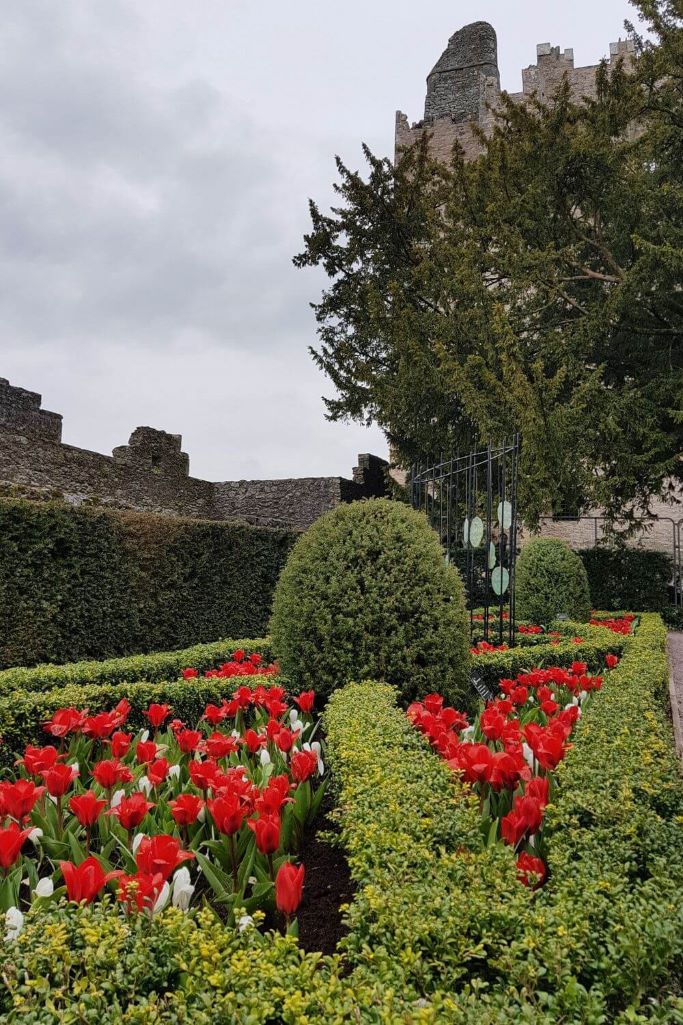 A picture of one of the Blarney Castle Gardens in April with red tulips in bloom in between small green hedges and the castle in the background behind a tree