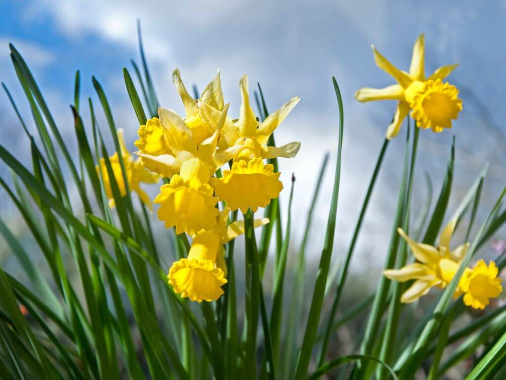 A close up of some yellow daffodil flowers on their green stalks and blue skies over them