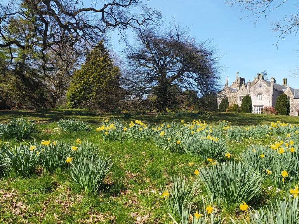 A picture of bunches of daffodils among grass in front of a stately house in Northern Ireland with blue skies overhead
