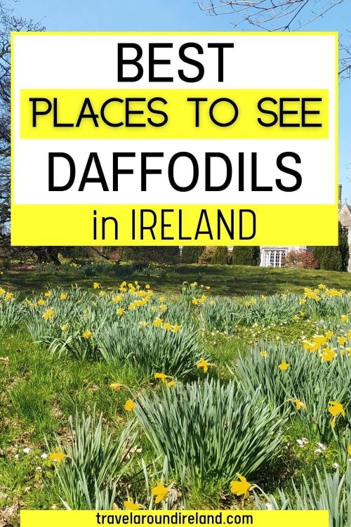 A picture of bunches of daffodils in bloom in front a of a stately house in Ireland and text overlay saying Best Places to See Daffodils in Ireland