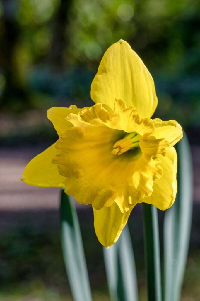 A close up picture of a yellow daffodil flower