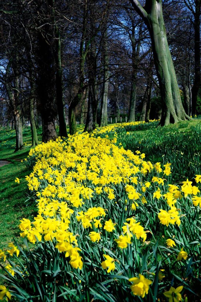 A picture of rows of daffodils backed by trees