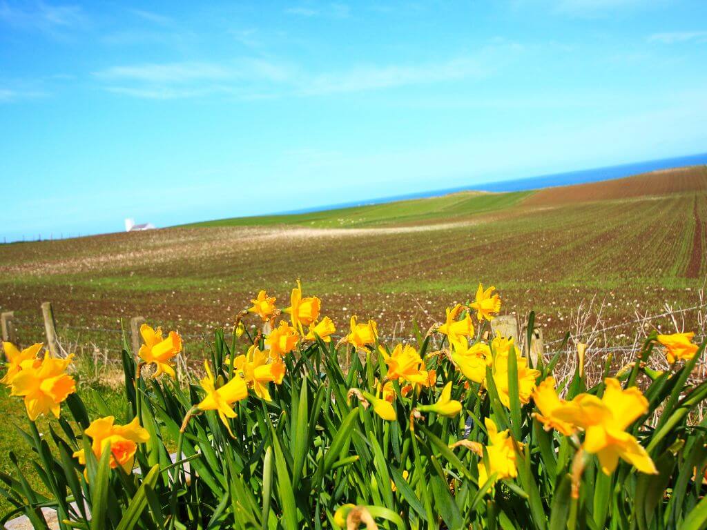 Daffodils in bloom in the foreground, tilled fields behind them and blue skies overhead in Ireland