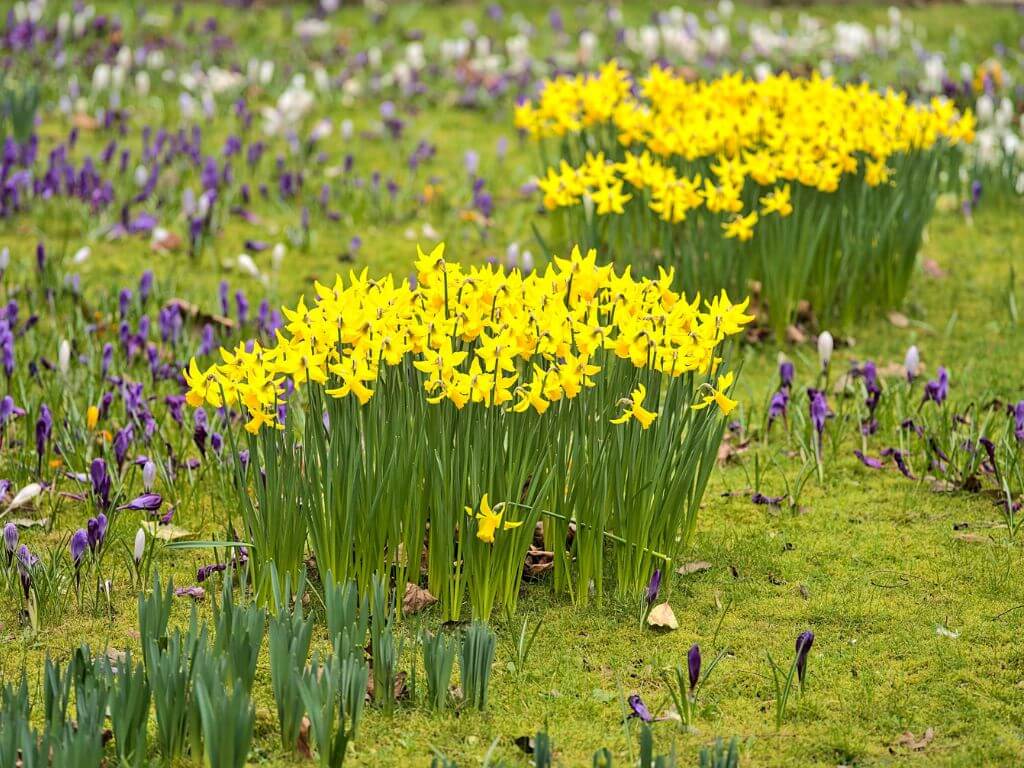Bunches of daffodils in bloom in a frield with delicate purple and white flowers among them