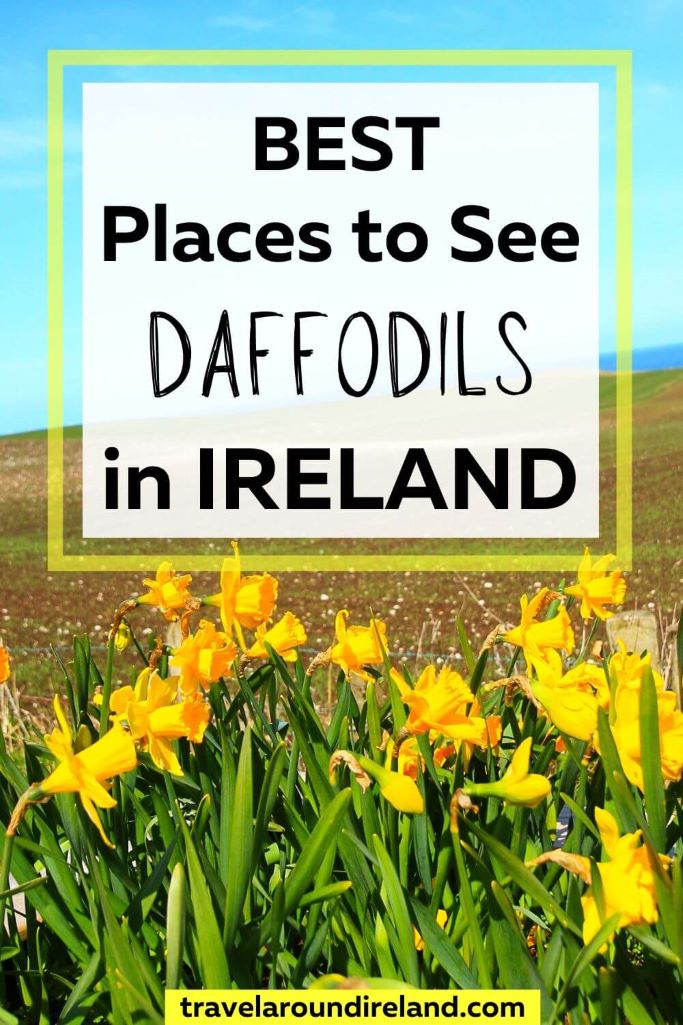A picture of daffodils with a hill in the background and blue skies overhead and text overlay saying Best Places to See Daffodils in Ireland