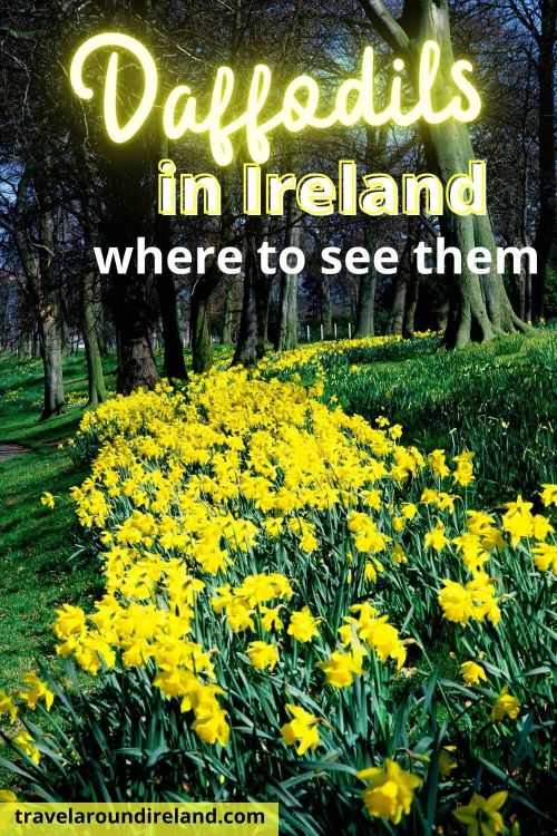 A picture of lots of daffodils among trees and text overlay saying daffodils in Ire;and - where to see them