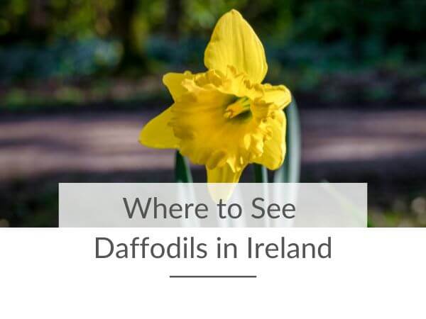 A close-up picture of a daffodil flower and text overlay saying whre to see daffodils in Ireland