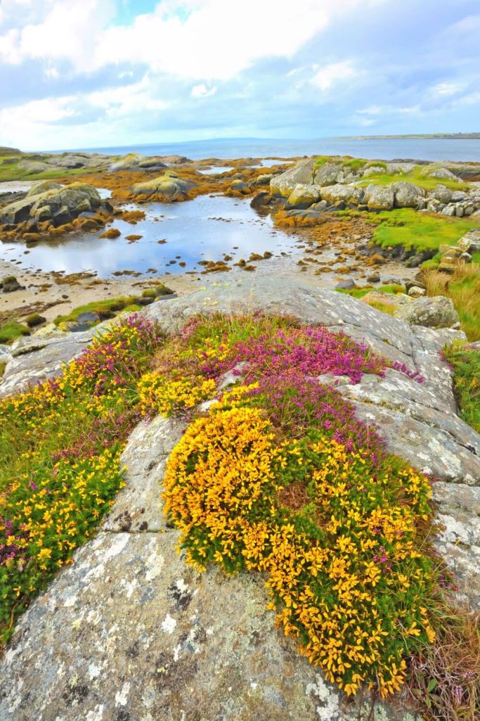 A picture of yellow and purple wildflowers in a rocky landscape beside the coast in Ireland