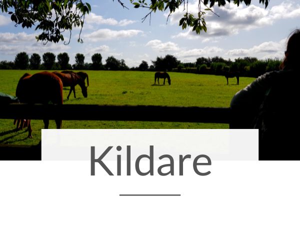 A picture of some of the horses at the National Stud in County Kildare and text overlay underneath saying Kildare