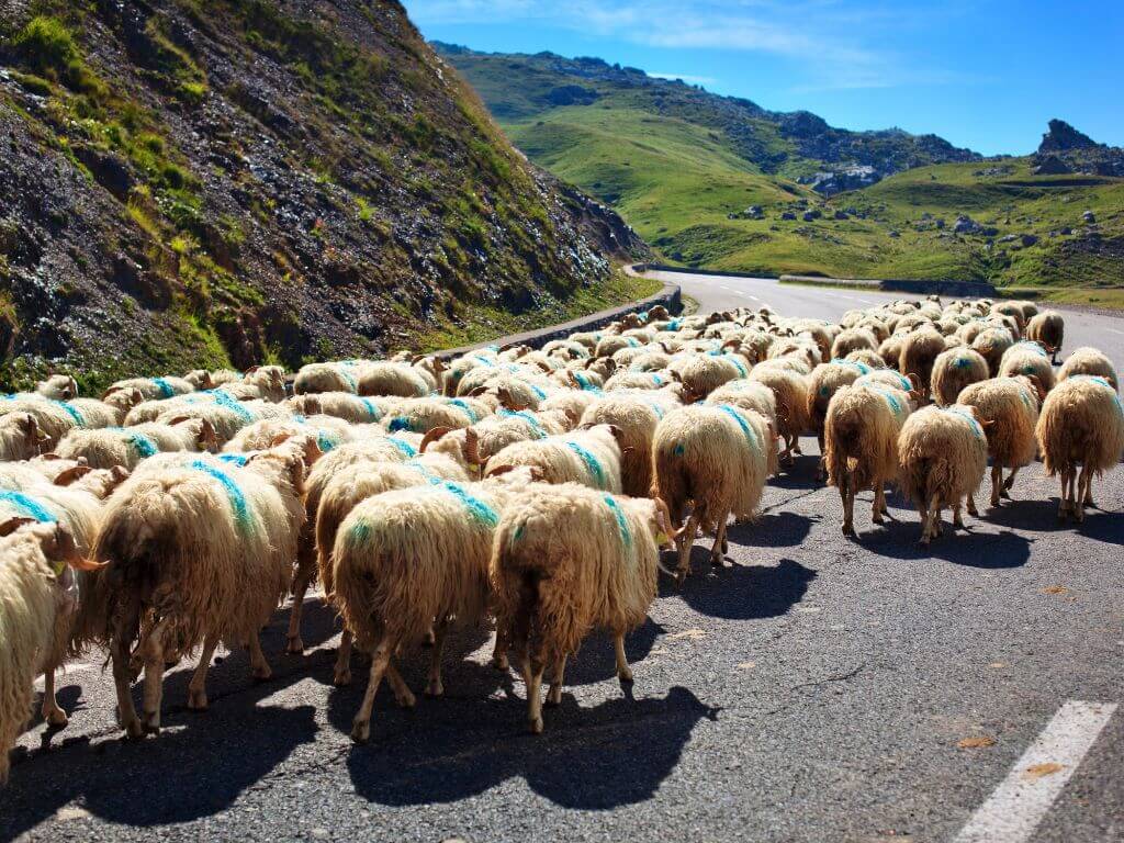 Sheep on the road in Ireland.