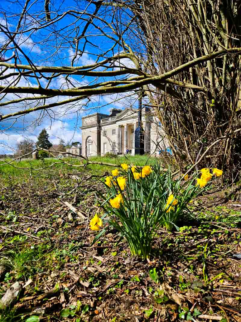 A picture of some daffodils in front of a tree which is obscuring the view of Emo Court in the background.