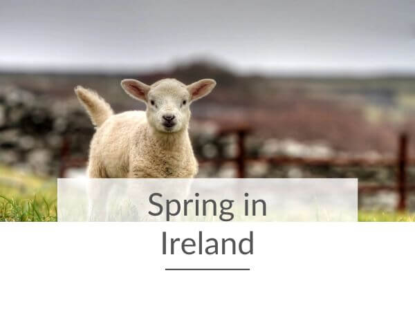 A picture of a young lamb in a field and text overlay at the bottom of the picture saying Spring in Ireland.